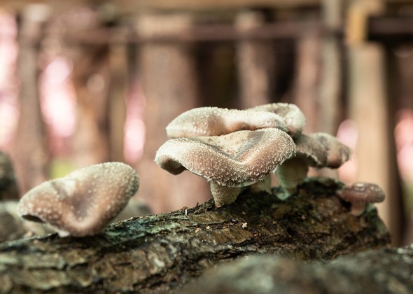 Fungos da Castiñeira - Setas Shiitake ecológicas