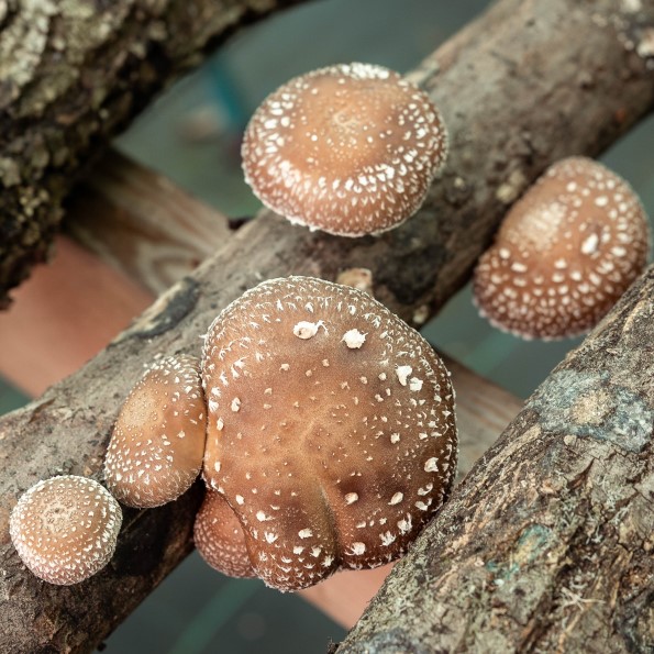 Fungos da Castiñeira - Setas Shiitake frescas