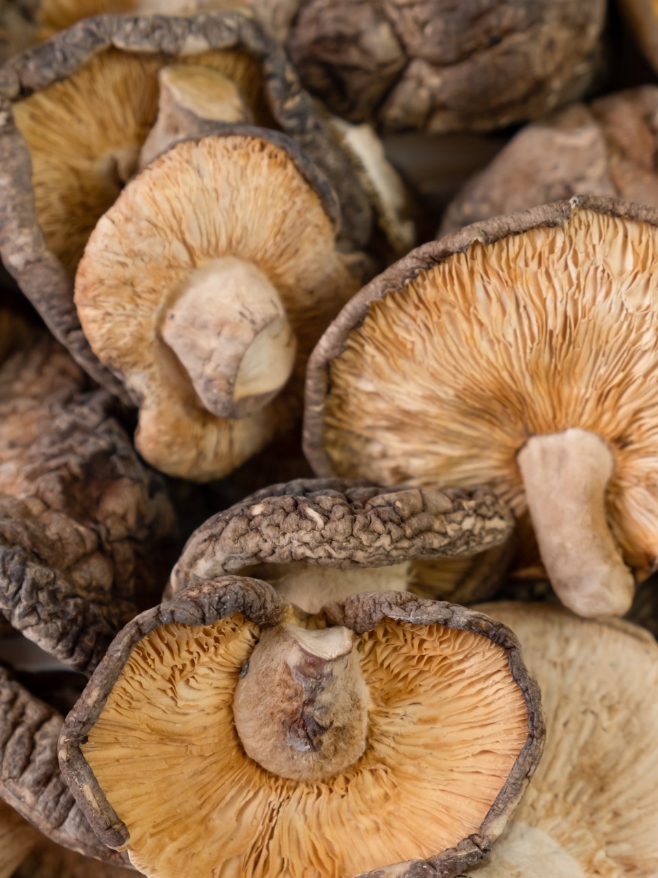 Fungos da Castiñeira - Setas Shiitake