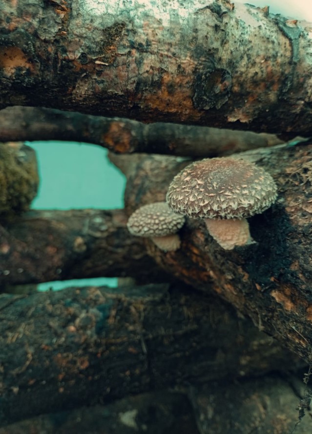 Fungos da Castiñeira - Setas Shiitake en tronco