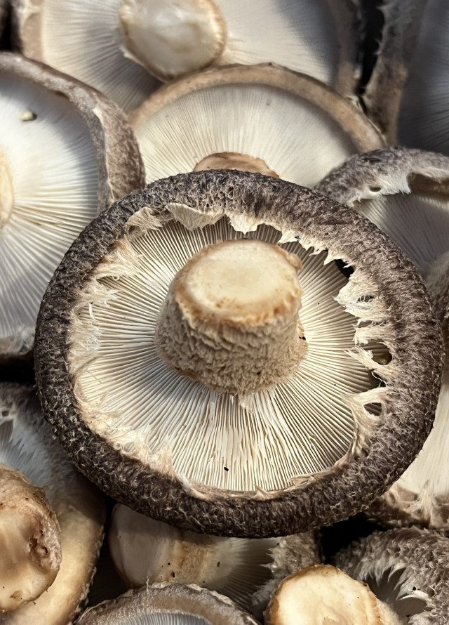 Fungos da Castiñeira - Setas Shiitake