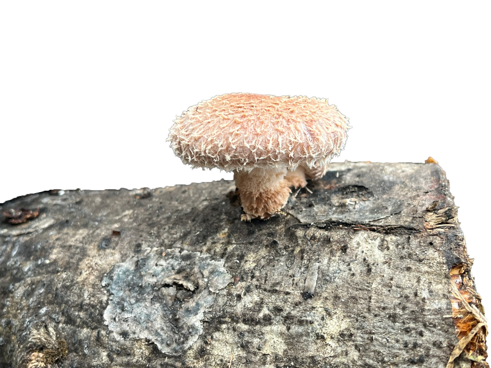 Fungos da Castiñeira - Setas Shiitake