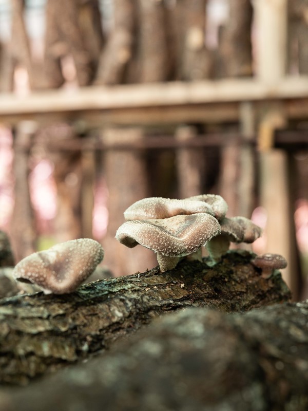 Fungos da Castiñeira - Setas Shiitake